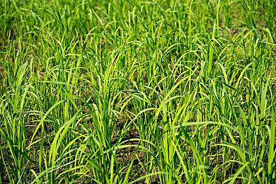 《龙腾世纪》系列已死？前编剧：它活在你们的心中